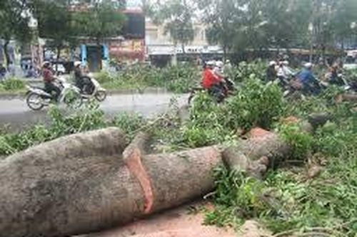 TPHCM cấp phép mới được chặt hạ cây xanh ở các dự án