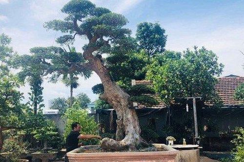 Cận cảnh cây duối cổ của ông thợ mộc mua giá 2 triệu, khách trả 3 tỷ nhất quyết không bán