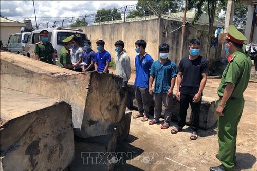 Khởi tố 8 đối tượng vi phạm các quy định về khai thác, bảo vệ rừng và quản lý lâm sản