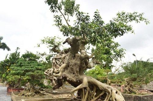Cây sanh cổ 'Thánh Gióng cưỡi ngựa' có thế cực kỳ hiếm, đại gia ôm tiền tỷ đợi mua chủ nhân không chịu bán