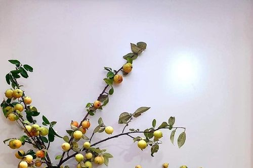 Chị em lùng mua cành táo mèo về cắm chơi, dân buôn 'hốt bạc'