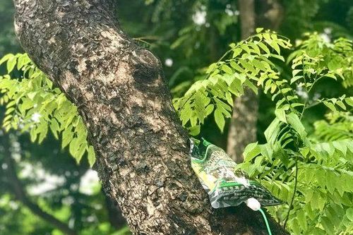 Hà Nội: Cận cảnh truyền dịch 'cấp cứu' cây sưa đỏ bạc tỷ trên phố Nguyễn Văn Huyên
