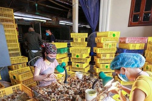 Mục sở thị nghề 'độc, lạ' kiếm tiền triệu mỗi ngày