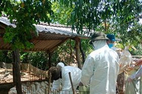 Tiêu hủy 1.850 con vịt dương tính với vi rút cúm gia cầm H5N6