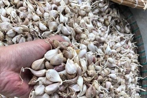 Quảng Ngãi: Lý Sơn tồn đọng 1.500 tấn tỏi khô vì dịch Covid-19