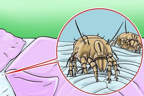 Tại sao không nên dọn giường ngay khi ngủ dậy?