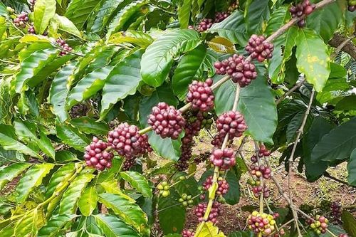 Nông sản xuất khẩu tăng tốc cùng EVFTA