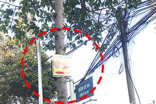 Treo bảng quảng cáo trên cây xanh