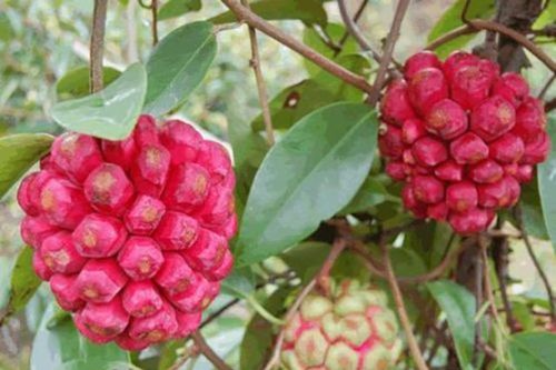 Na lạ ruột đỏ rực, đắt gấp 3 na thường hút khách