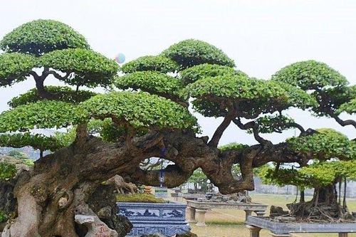 Vẻ 'hiếm có khó tìm' của cây duối cổ khiến đại gia xếp hàng mang tiền tỷ đến mua