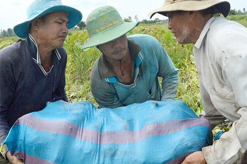 Xây dựng chuỗi giá trị ngành hàng khoai hướng đến sự phát triển bền vững