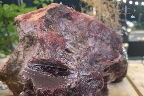 Lặn biển ngắm san hô, nhặt được 2 khối đá nghi long diên hương bạc tỷ
