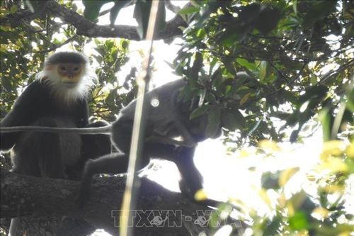 Gây nuôi và quản lý động vật hoang dã - Bài 1: Thực trạng nuôi thương mại và nuôi bảo tồn