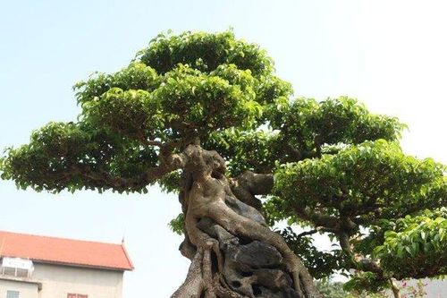 Kiệt tác sanh cổ 'hiếm có khó tìm' giá 23 tỷ đồng khiến giới chơi cây 'sửng sốt'