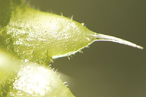 Phát hiện cây tầm ma có nọc độc như của bọ cạp ở Australia