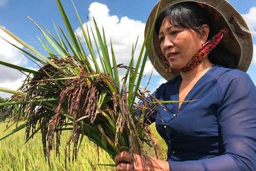 Thu nhập trăm triệu nhờ trồng lúa tím thảo dược