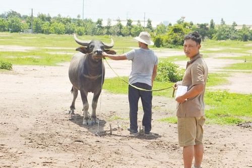 Công an 'bóc gỡ' đường dây trộm trâu, bò chuyên nghiệp liên tỉnh