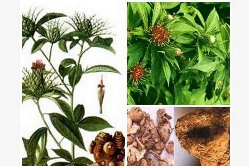 Bài thuốc Thanh thử ích khí thang chữa bệnh mùa trường hạ