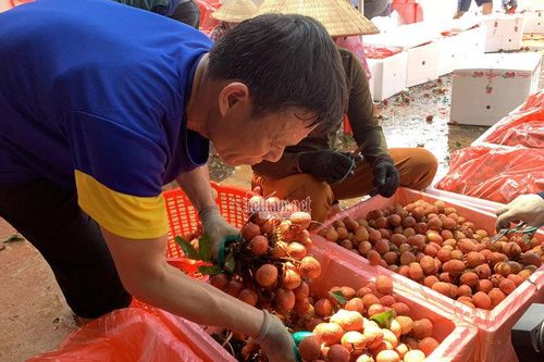 Gần 1.000 mã vùng trồng, nông sản Việt 'rộng đường' vào thị trường khó tính