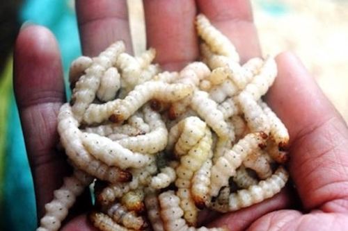 TP Hồ Chí Minh: Đặc sản sâu tre nửa triệu đồng/kg