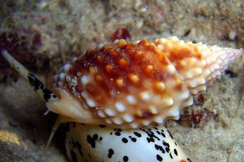 Cẩn thận ăn ốc dù luộc chín vẫn chứa độc tố chết người