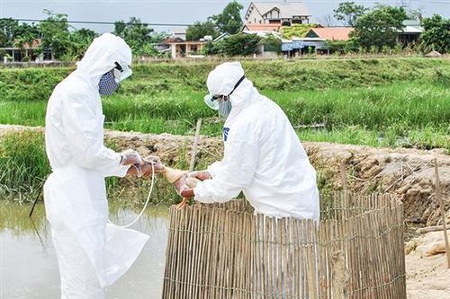 Khẩn trương phòng, chống dịch bệnh trên gia súc, gia cầm