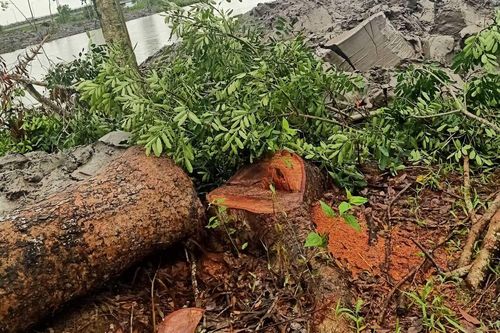 Cà Mau: Hoãn phiên xét xử dân kiện Chủ tịch huyện vì 1 cây xà cừ