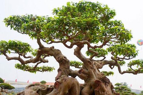 Cận cảnh cây sanh 'Ngọa hổ tàng long' 30 tỷ của đại gia sở hữu nhiều cây cảnh độc – lạ