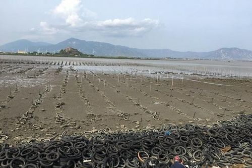 Hiểm họa bệnh tật từ ô nhiễm ven biển Ninh Thuận