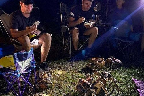 Binh đoàn 'thủy quái' bất ngờ tấn công, cướp đồ ăn của du khách