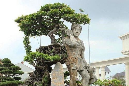 Chiêm ngưỡng cây 'Thạch Sanh' đẹp lạ được chuyển nhượng hơn 4 tỷ