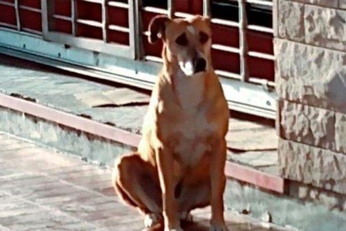 Không biết chủ qua đời, chú chó vẫn ngồi đợi suốt một tuần ngoài hiệu sách