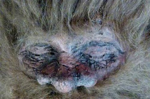 Xuất hiện bằng chứng mới về quái thú Bigfoot