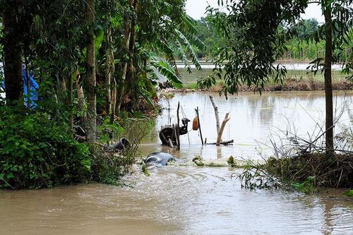 Mưa âm ỉ, Cà Mau bì bõm trong nước