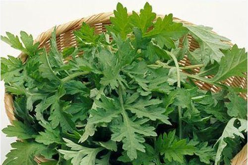 Tác dụng phụ đáng sợ của lá ngải cứu nếu dùng không đúng cách