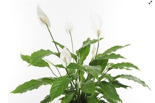 Những cây cảnh tiềm ẩn chất độc, hít hoặc ăn phải nguy hại sức khỏe