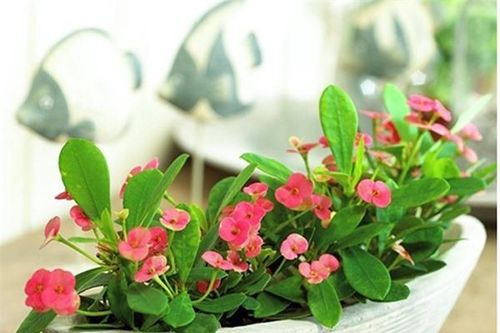 Cây độc: Trong nhà có trẻ nhỏ, bạn không nên trồng Xương Rồng Bát Tiên vì lý do này!