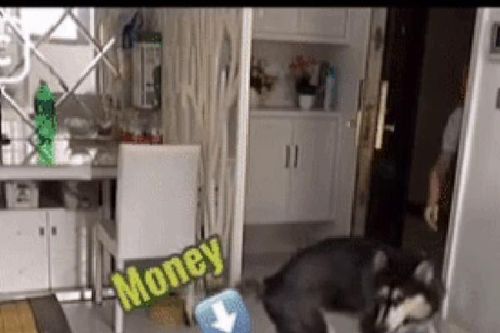 Clip: Chú chó Husky biết tự nhận hàng và thanh toán tiền cho shiper