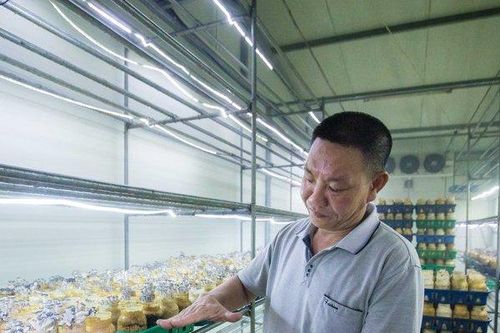 'Bí mật quy trình' bên trong xưởng sản xuất nấm lớn nhất Thủ đô