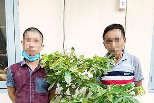 Tái diễn tình trạng mất trộm cây cảnh