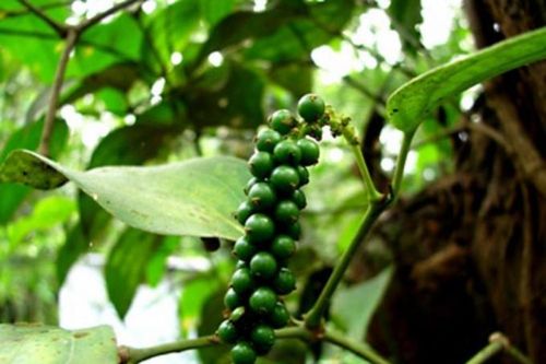 Giá hồ tiêu ngày 30/9: Chưa có nhiều biến động