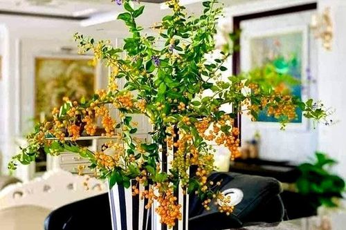 Cây bụi bờ rào: Ở quê cho không, Hà Nội thành hàng sang chảnh