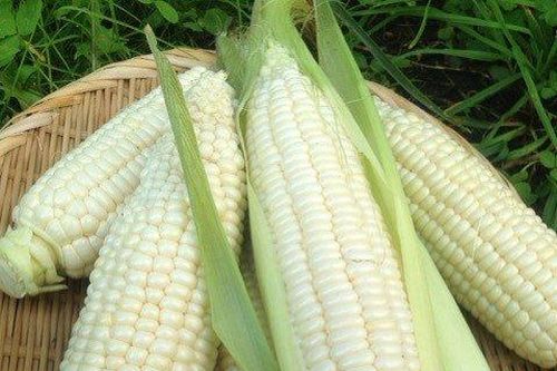 Hai thời điểm ăn ngô cực kỳ tốt cho sức khỏe