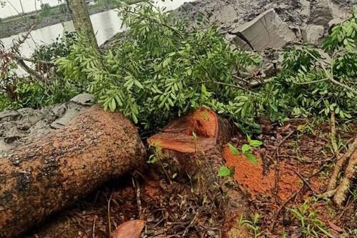 Vụ dân kiện chủ tịch ra tòa vì chặt cây xà cừ ở Cà Mau: Lãnh đạo huyện thua kiện