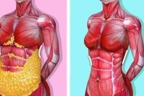 Mỡ nội tạng ảnh hưởng thế nào với cơ thể con người?