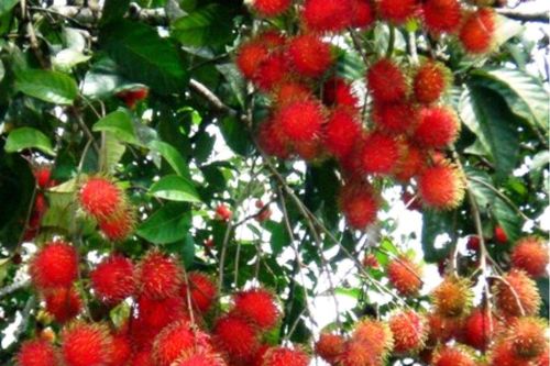 Giá thực phẩm hôm nay ngày 2/10: Giá chôm chôm tăng vọt