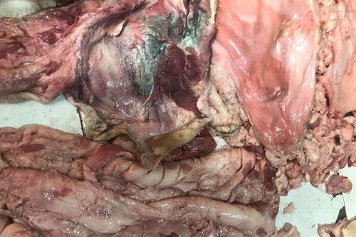 Tiêu hủy gần 1,5 tấn thịt lợn bốc mùi hôi thối
