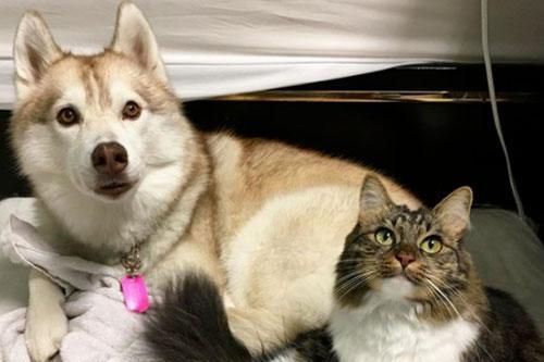 Những hình ảnh 'cưng xỉu' về tình bạn đặc biệt giữa mèo và chó Husky