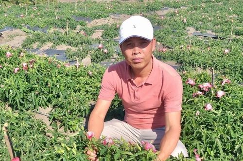 Bảo tồn và phát triển cây dược liệu: Hướng đi đầy triển vọng