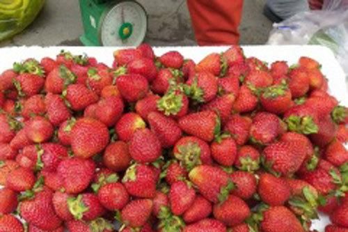 Dâu tây Trung Quốc đội lốt hàng Đà Lạt tràn lan đường phố, vỉa hè